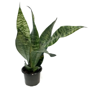 Sansevieria, 4in, Robusta Green