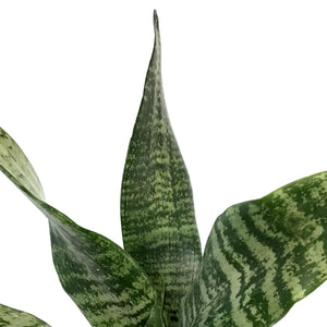 Sansevieria, 4in, Robusta Green