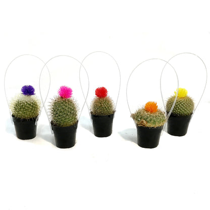 Cactus, 3.5in, Fairy Castle, Straw Flower