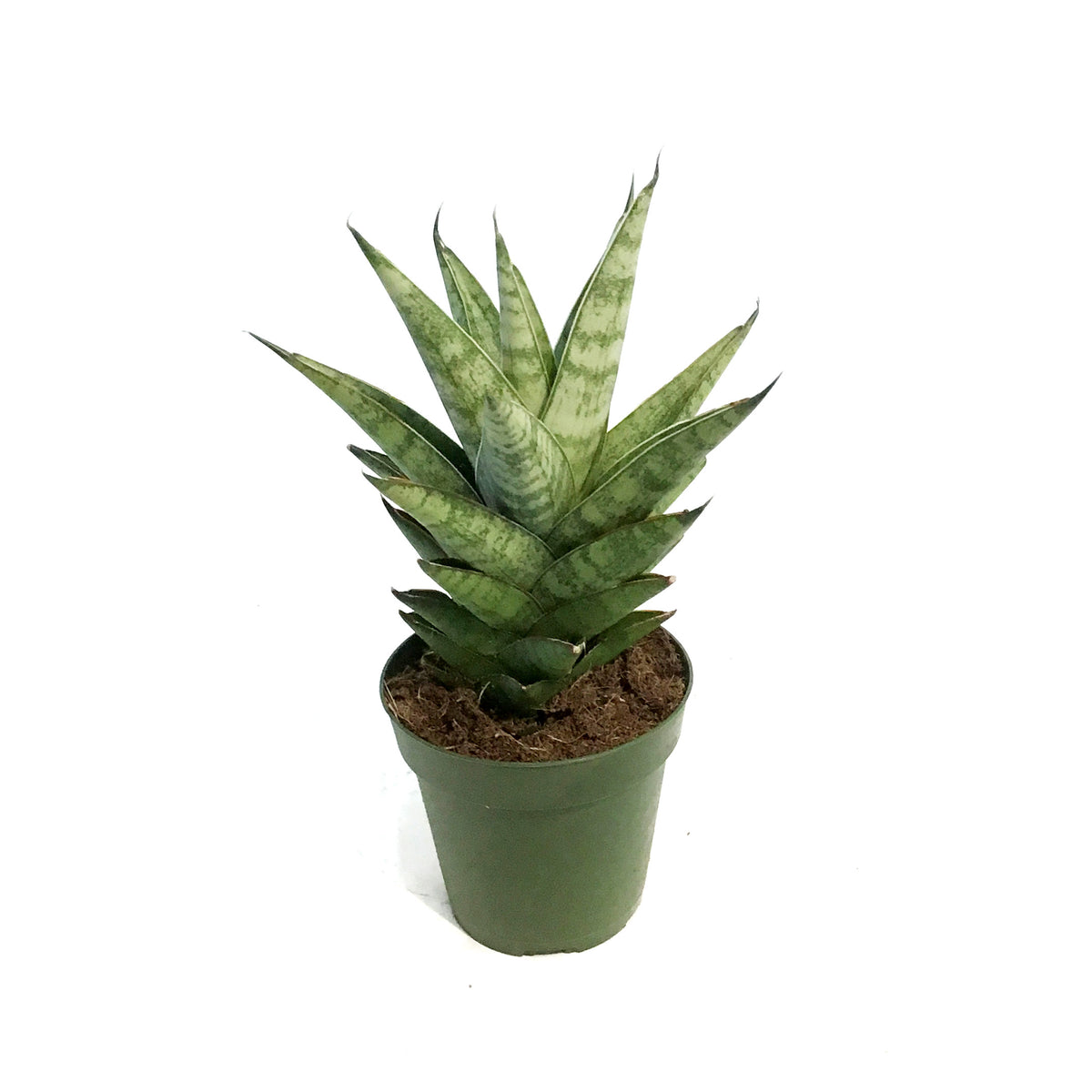 Sansevieria, 4in, Tower