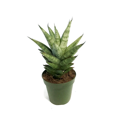 Sansevieria, 4in, Tower