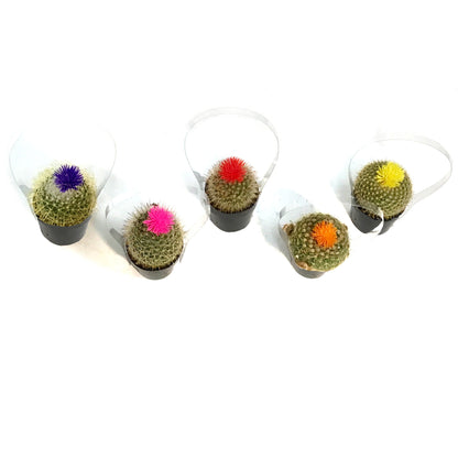 Cactus, 3.5in, Fairy Castle, Straw Flower