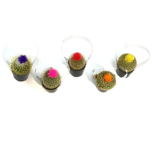 Cactus, 3.5in, Fairy Castle, Straw Flower