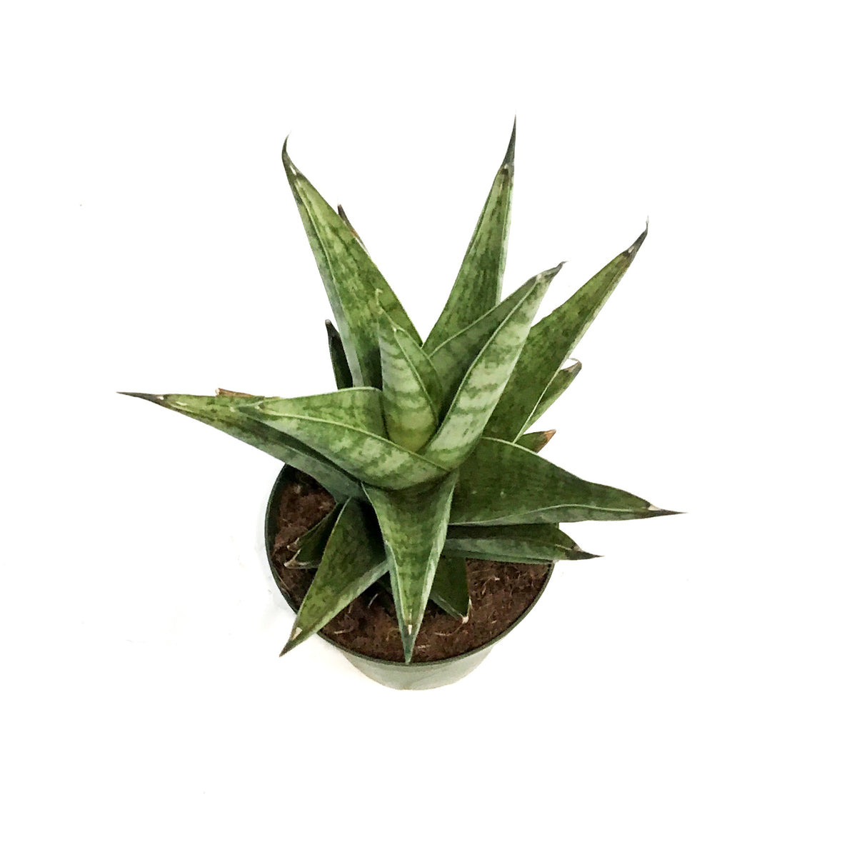 Sansevieria, 4in, Tower