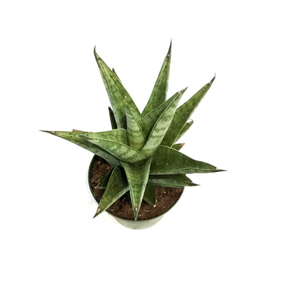 Sansevieria, 4in, Tower