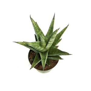 Sansevieria, 4in, Tower