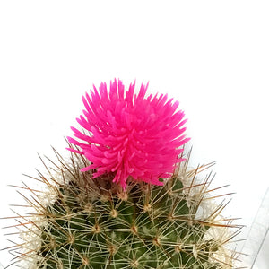 Cactus, 3.5in, Fairy Castle, Straw Flower