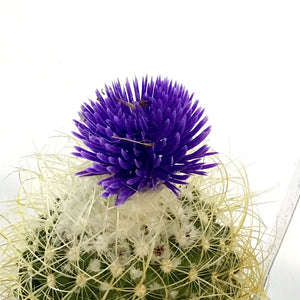 Cactus, 3.5in, Fairy Castle, Straw Flower