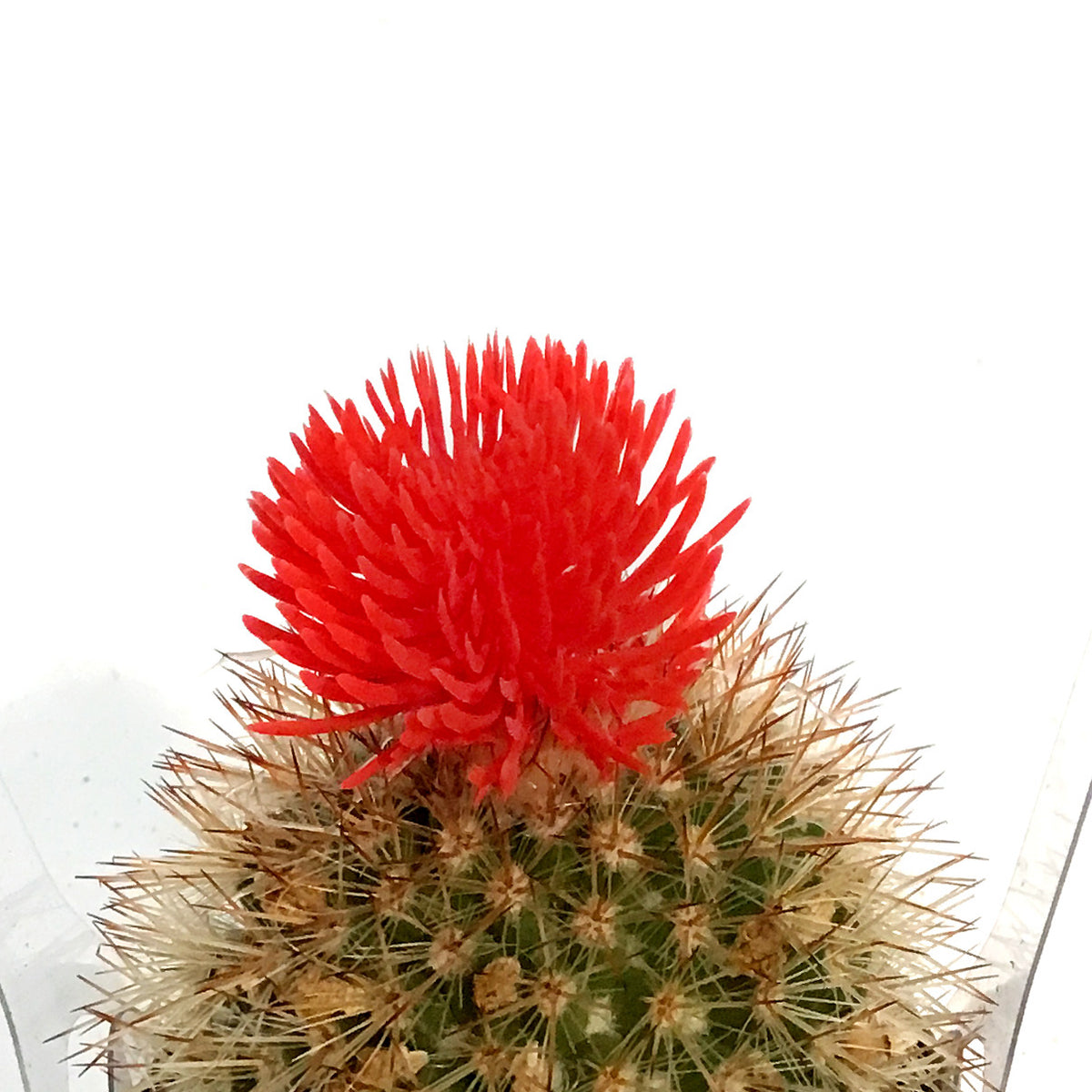 Cactus, 3.5in, Fairy Castle, Straw Flower
