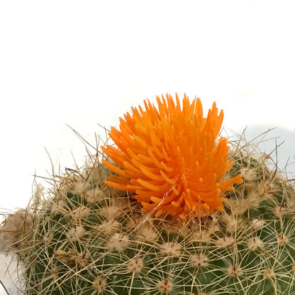 Cactus, 3.5in, Fairy Castle, Straw Flower