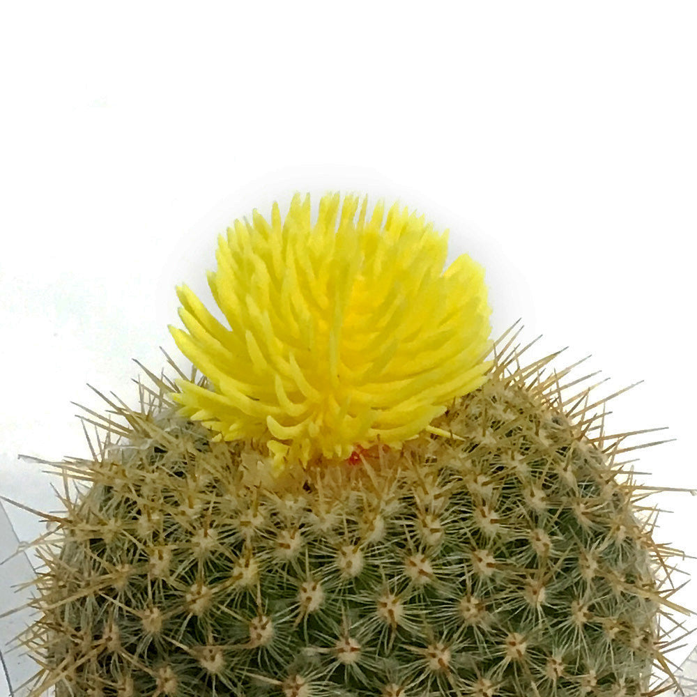 Cactus, 3.5in, Fairy Castle, Straw Flower