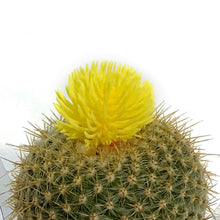 Load image into Gallery viewer, Cactus, 3.5in, Fairy Castle, Straw Flower
