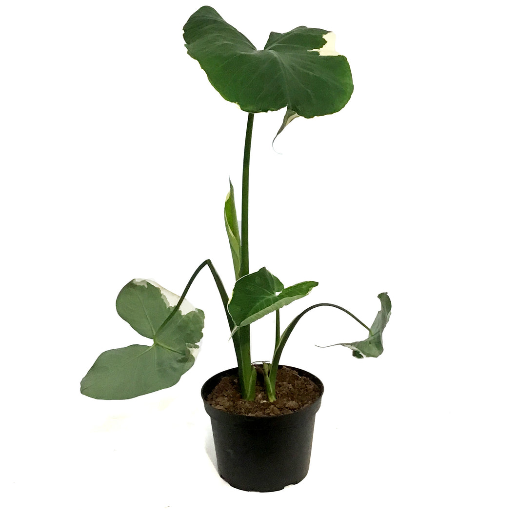 Alocasia, 6in, Mickey Mouse