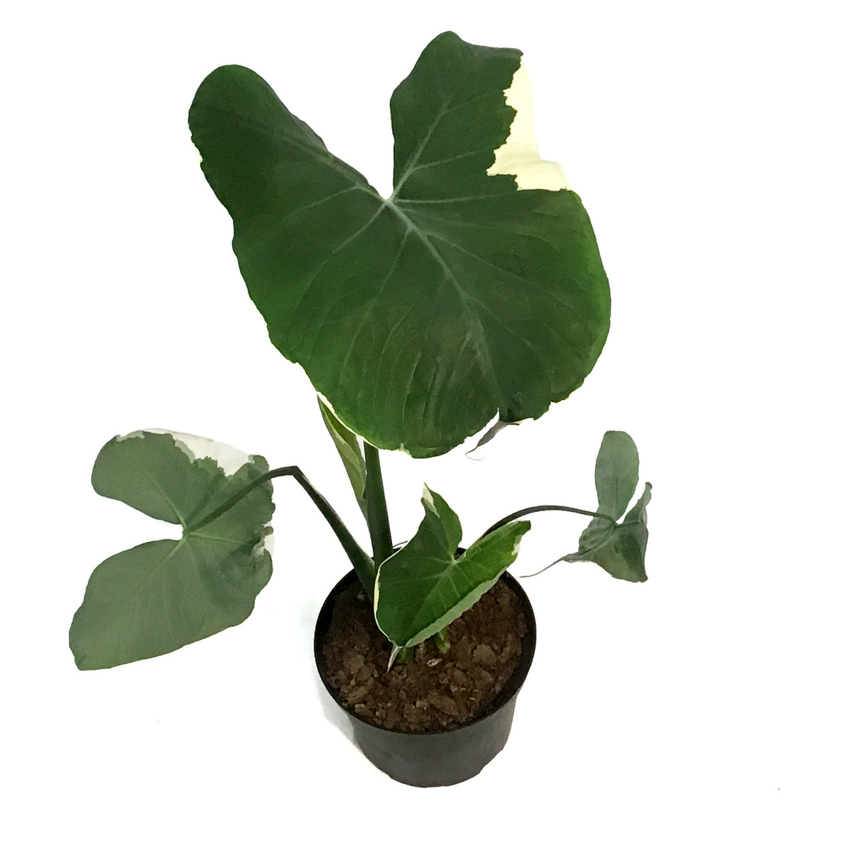 Alocasia, 6in, Mickey Mouse