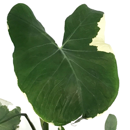 Alocasia, 6in, Mickey Mouse