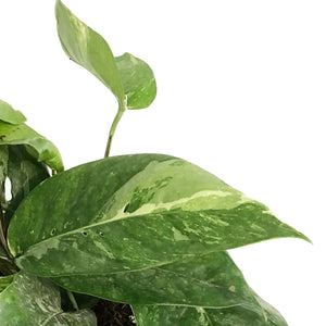 Epipremnum Pinnatum, 6in, Albo