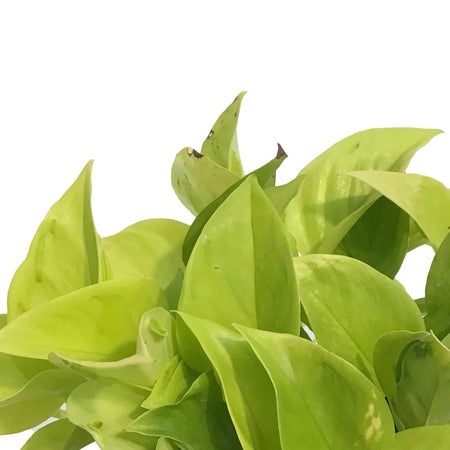 Pothos, 6in, Teruno Champs Elysees