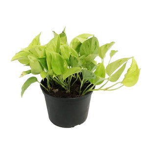 Pothos, 6in, Teruno Champs Elysees