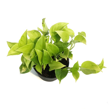 Pothos, 6in, Teruno Champs Elysees