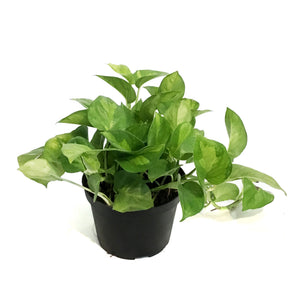 Pothos, 6in, Lemon Top