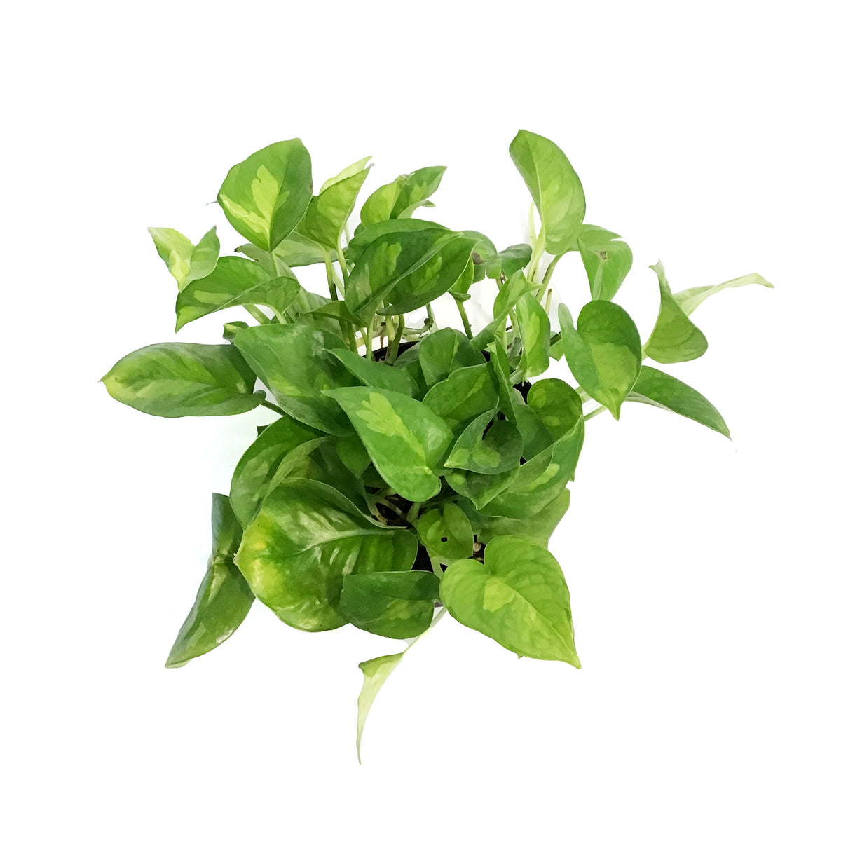 Pothos, 6in, Lemon Top