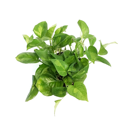Pothos, 6in, Lemon Top
