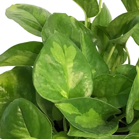 Pothos, 6in, Lemon Top