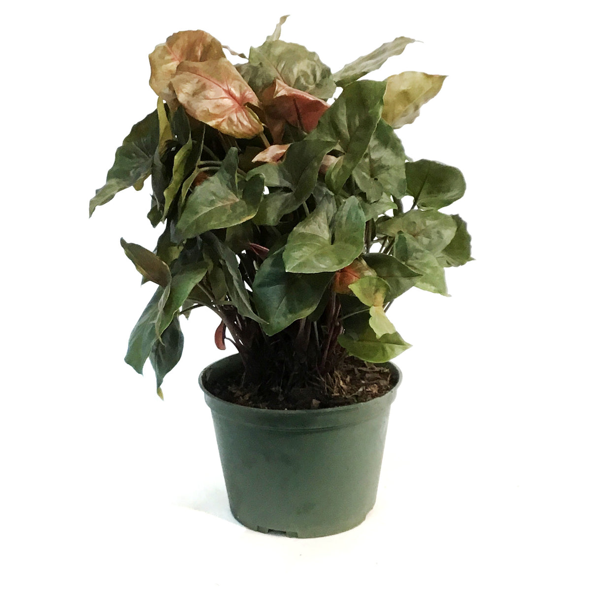 Syngonium, 6in, Mango Illusion