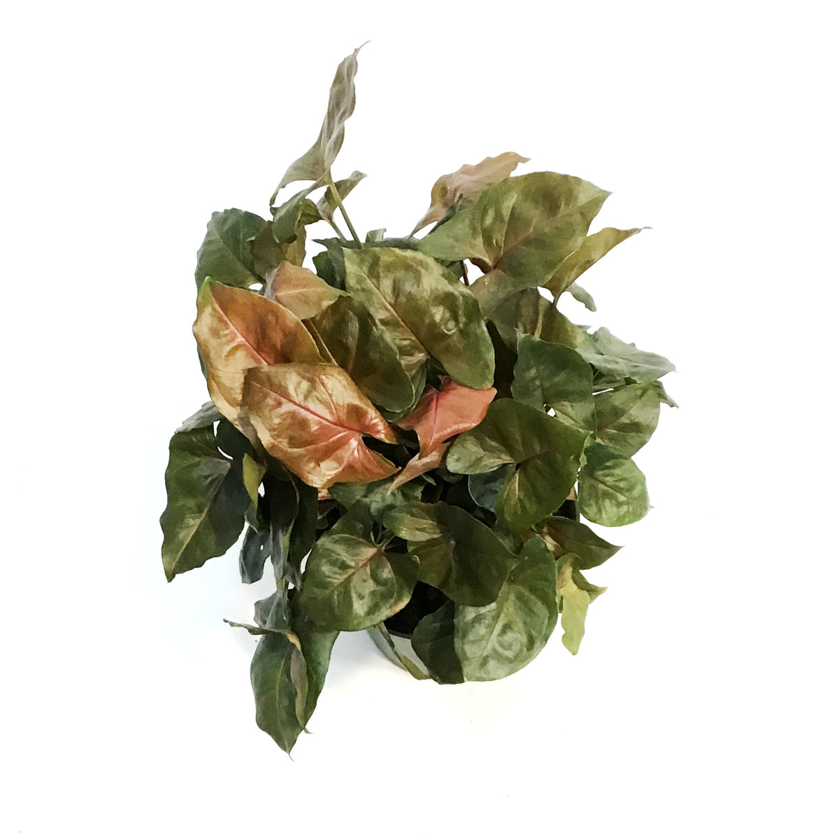 Syngonium, 6in, Mango Illusion