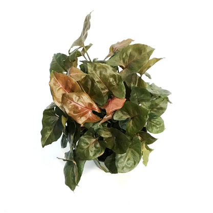 Syngonium, 6in, Mango Illusion