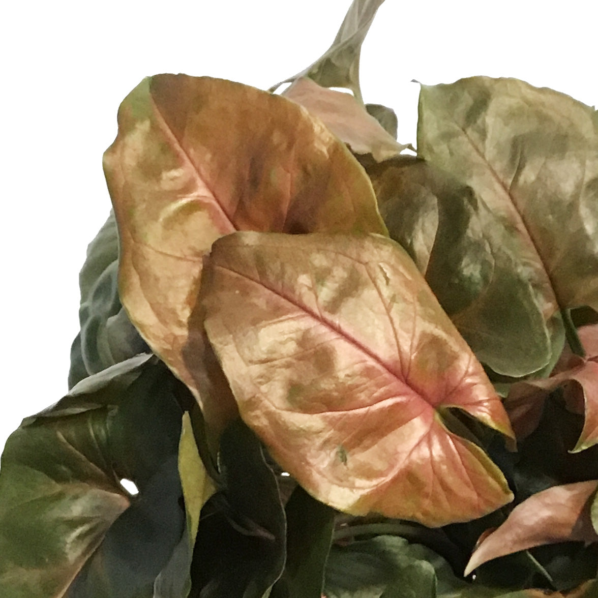 Syngonium, 6in, Mango Illusion