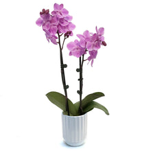 Load image into Gallery viewer, Orchid, 3.5in, Phalaenopsis in Ceramic Pot
