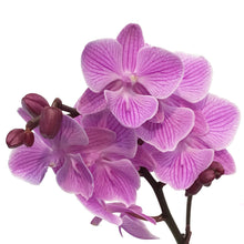 Load image into Gallery viewer, Orchid, 3.5in, Phalaenopsis in Ceramic Pot
