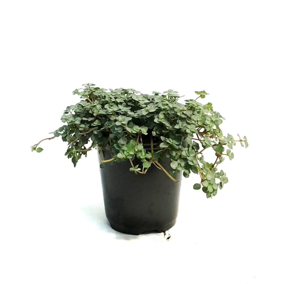 Pilea, 3.5in, Aquamarine