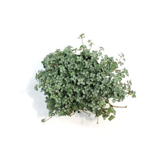 Load image into Gallery viewer, Pilea, 3.5in, Aquamarine

