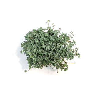 Pilea, 3.5in, Aquamarine
