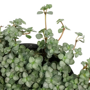 Pilea, 3.5in, Aquamarine