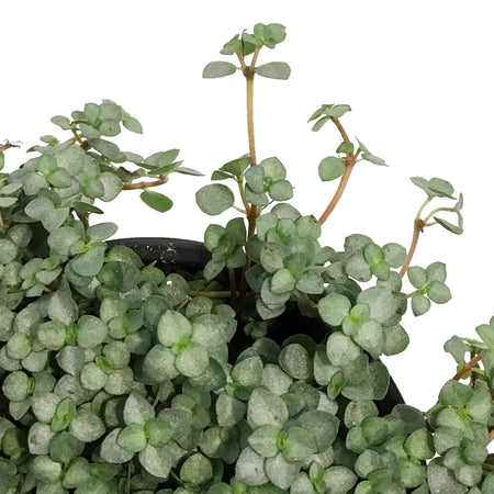 Pilea, 3.5in, Aquamarine