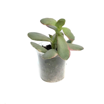 Succulent, 2in, Crassula Burgandy