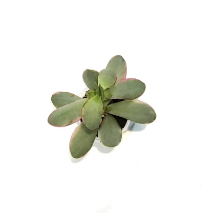 Succulent, 2in, Crassula Burgandy