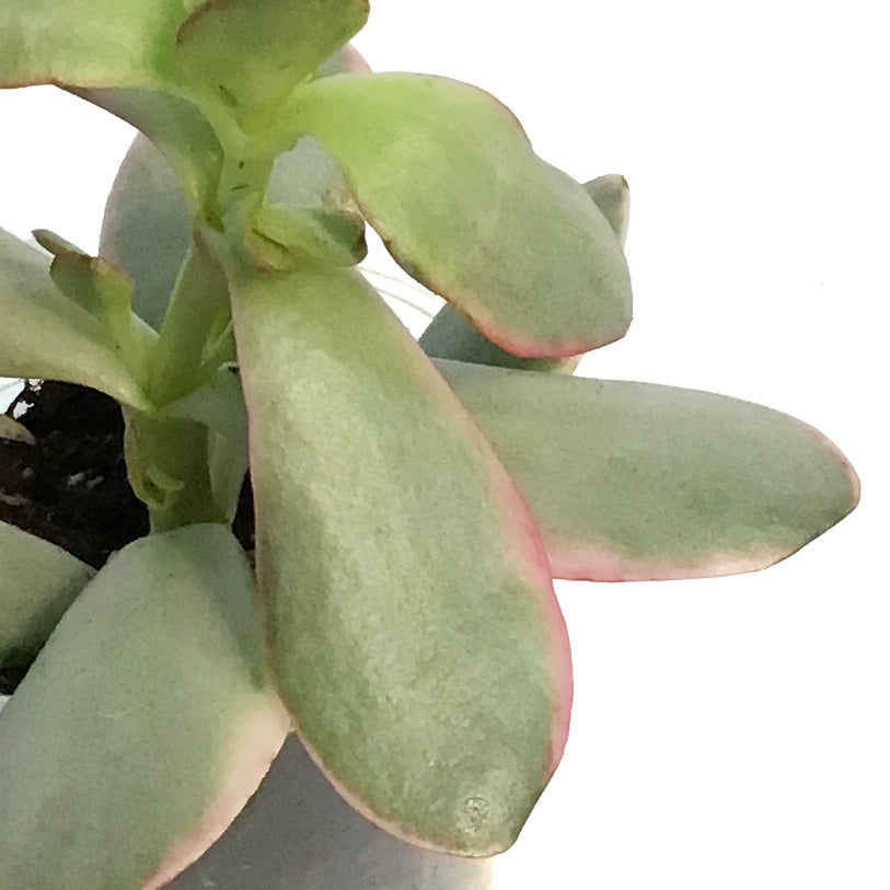 Succulent, 2in, Crassula Burgandy