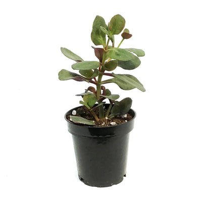 Succulent, 3.5in, Crassula Multi-purple