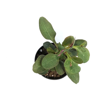 Succulent, 3.5in, Crassula Multi-purple