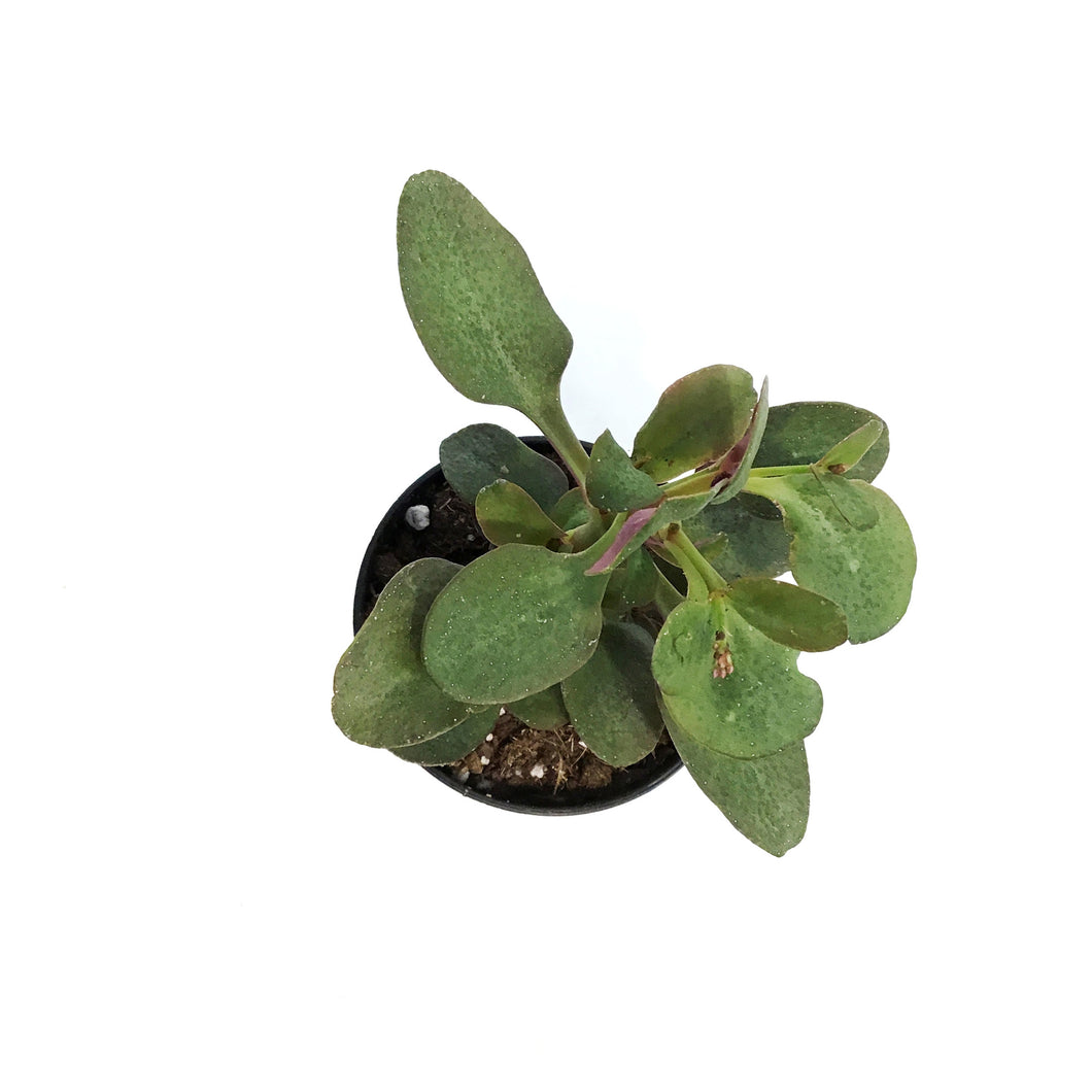 Succulent, 3.5in, Crassula Multi-purple