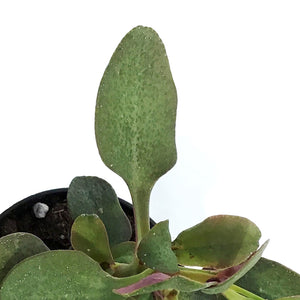 Succulent, 3.5in, Crassula Multi-purple