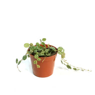 String of Turtles, 2.5in, Senecio peregrinus