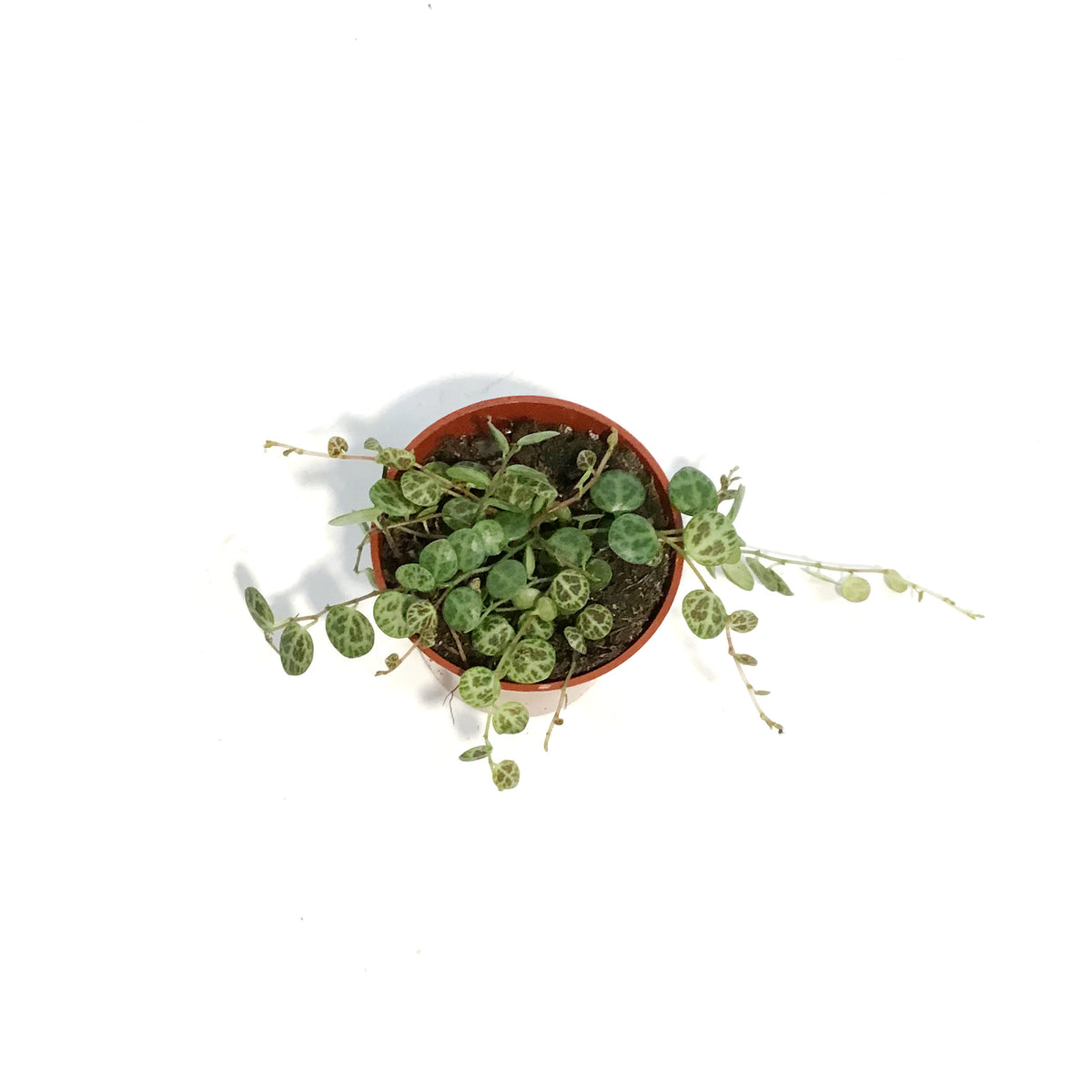 String of Turtles, 2.5in, Senecio peregrinus