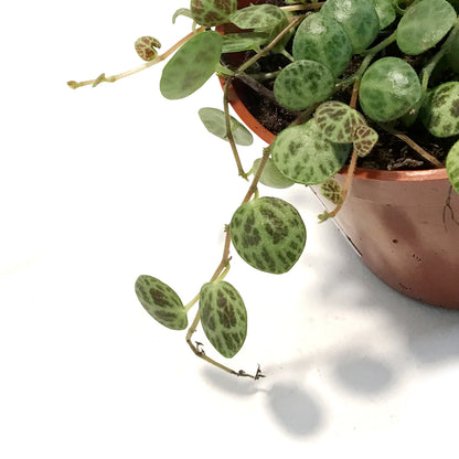 String of Turtles, 2.5in, Senecio peregrinus