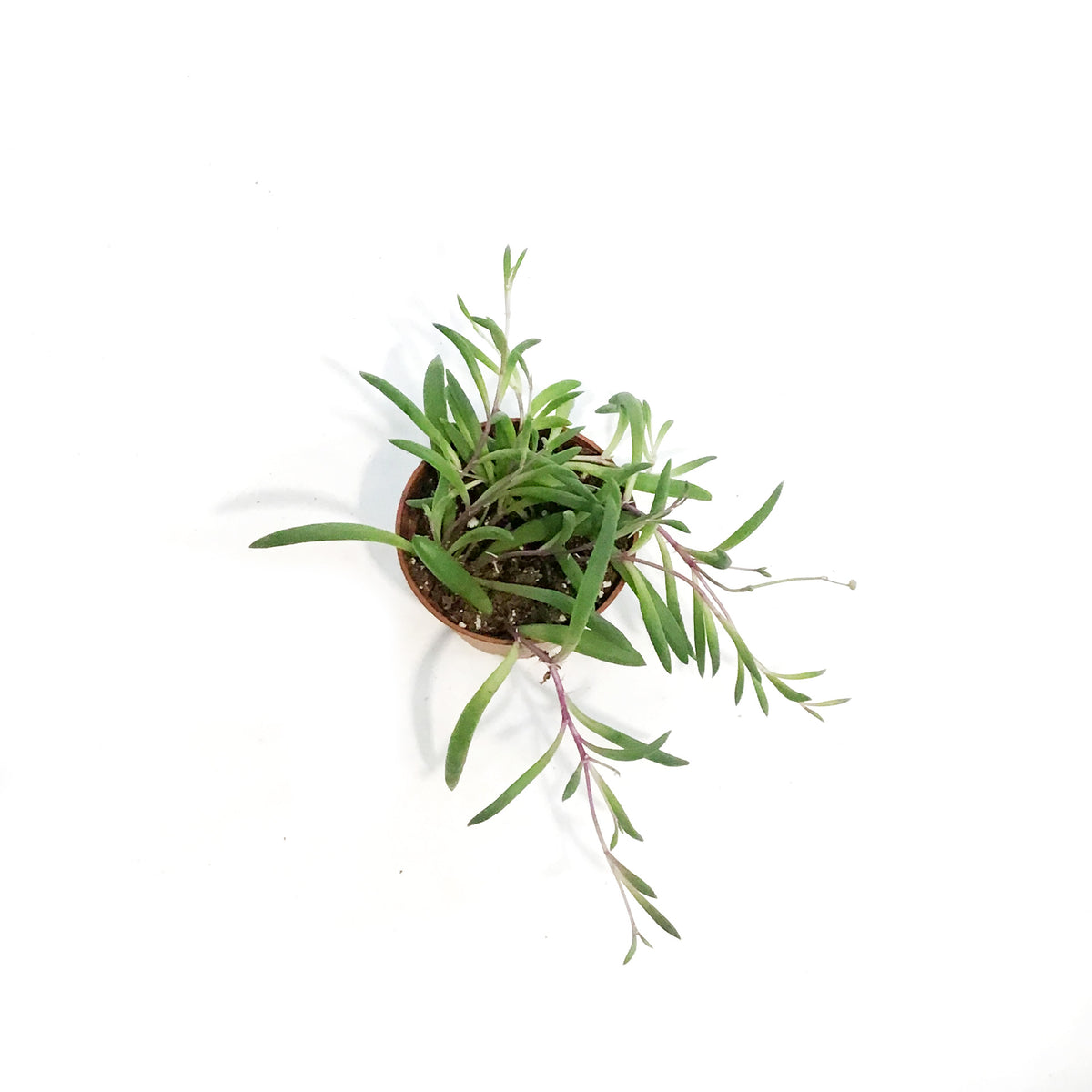 String of Bananas, 2.5in, Purple Flush
