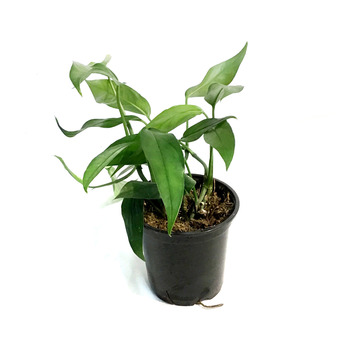 Pothos, 4in, Baltic Blue